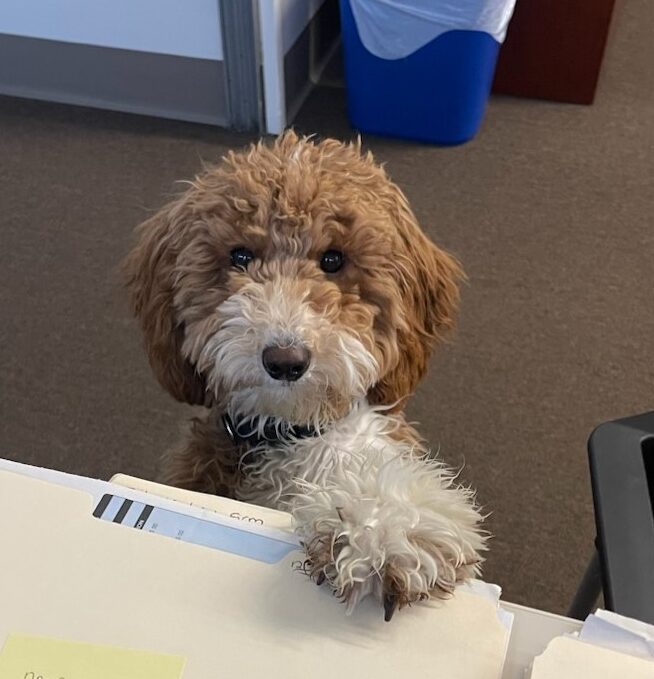 Ozzie Emotional Support Therapist